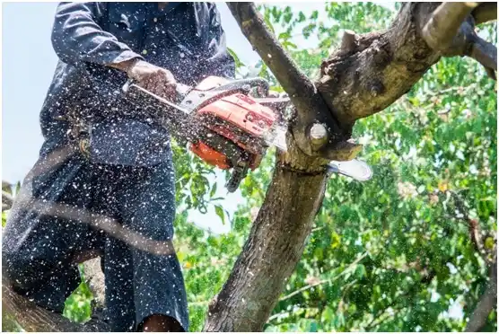 tree services Crewe
